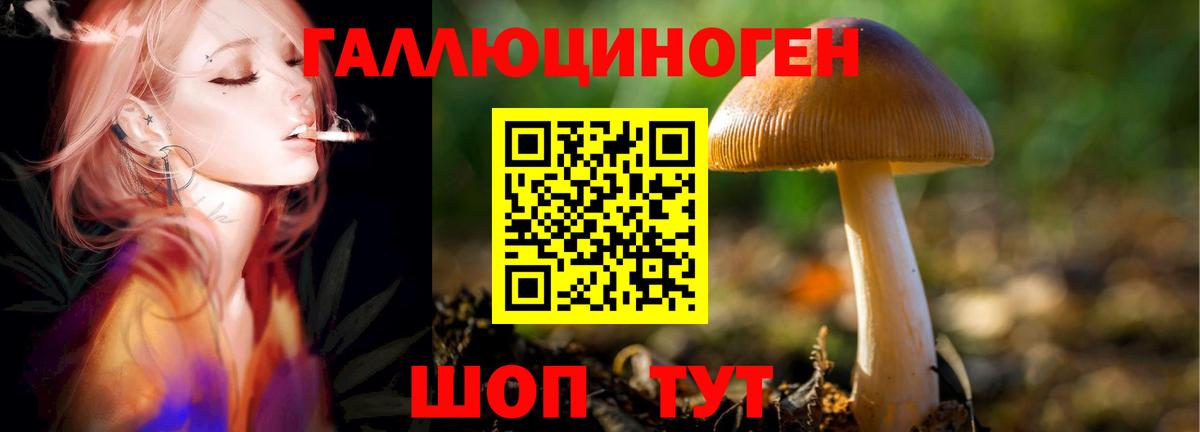 Галлюциногенные грибы Psilocybe Гай