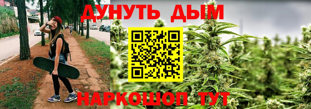 Марихуана сатива Гай